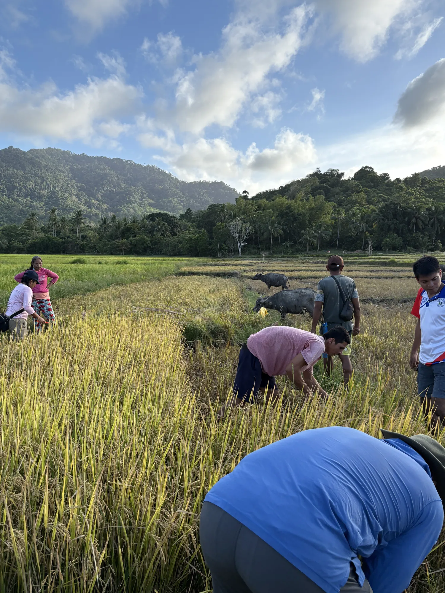 Brennan Harmatz in rice fields with farmers and water buffalo