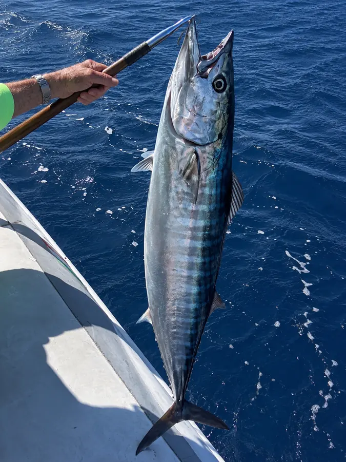 A freshly caught wahoo held over blue water